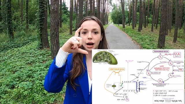 ФОТОСИНТЕЗ: ВЕСЬ ПРОЦЕСС, СВЕТОВАЯ И ТЕМНОВАЯ ФАЗА. ПОДГОТОВКА К ЕГЭ смотреть онлайн