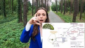 ФОТОСИНТЕЗ: ВЕСЬ ПРОЦЕСС, СВЕТОВАЯ И ТЕМНОВАЯ ФАЗА. ПОДГОТОВКА К ЕГЭ