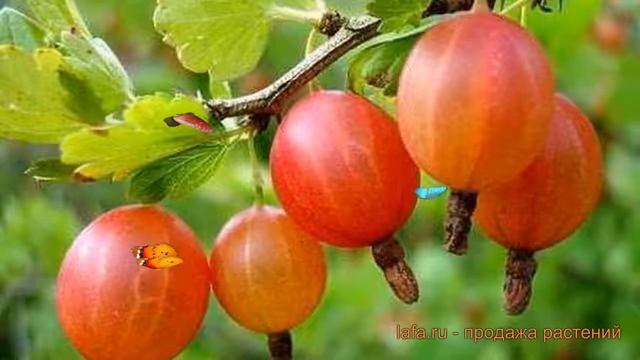 Крыжовник обыкновенная Шершневский ? обзор: как сажать, саженцы крыжовника Шершневский смотреть онлайн