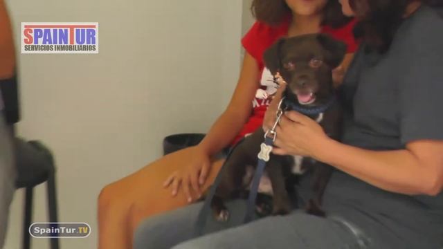 Иcпания VETERINARIO Ветеринарная Клиника в Alicante Репортаж SpainTur