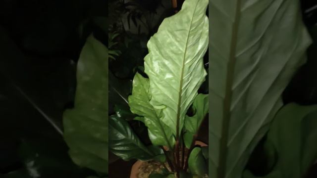 anthurium Hokery Pink Black 081210230022 смотреть онлайн