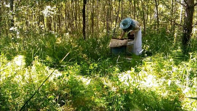 Наши пчёлы. Расширяем отводок смотреть онлайн