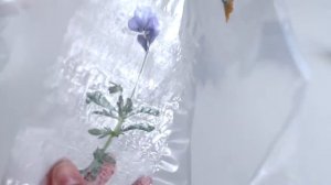 ДВА СПОСОБА ЛАМИНИРОВАНИЯ || Как сохранить засушенные растения | D |