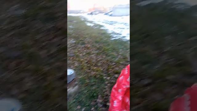 Кормим кошек смотреть онлайн