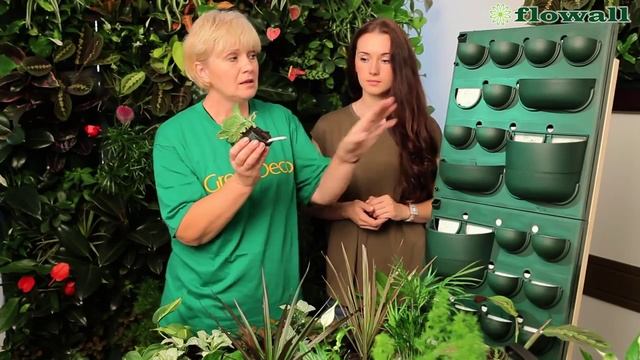 Фитокартины Flowall   Фитостены и фитомодули