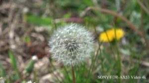 Sony FDR AX53 video 4k Test