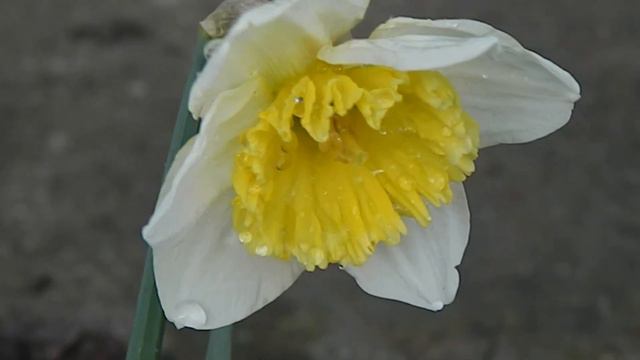 Нарцисс ранний 6 22 03 2020 л смотреть онлайн