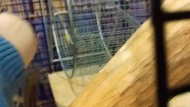 Брундук бегает в колисе смотреть онлайн