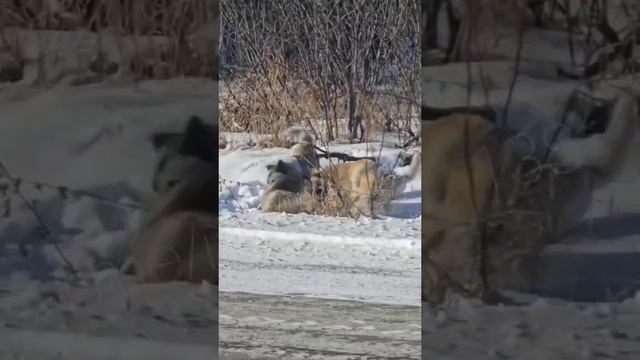 Для зоозащитников, друзья не жалейте патрон