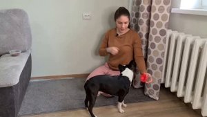 Постановка на запах: корица/ноузворк с бостон-терьером/базовый урок NoseWork