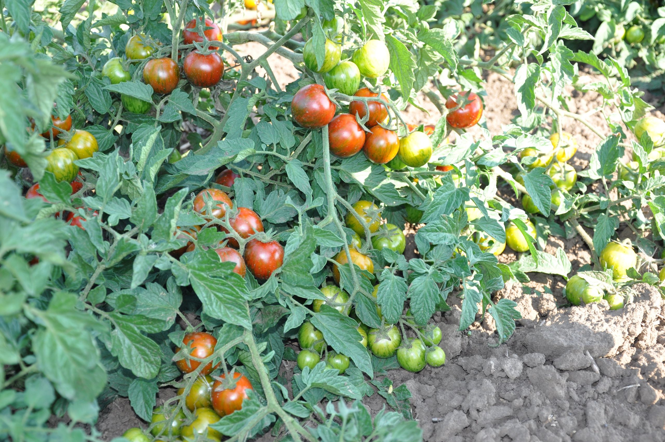 Ошибки начинающих огородников при выращивание томатов