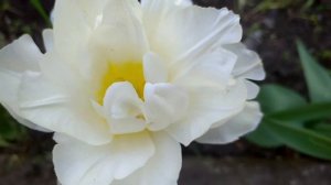 Тюльпан махровый Cardinal Mindszenty Кардинал Мидзенти