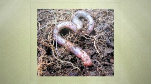 Разведение червей для рыбалки. Простые советы