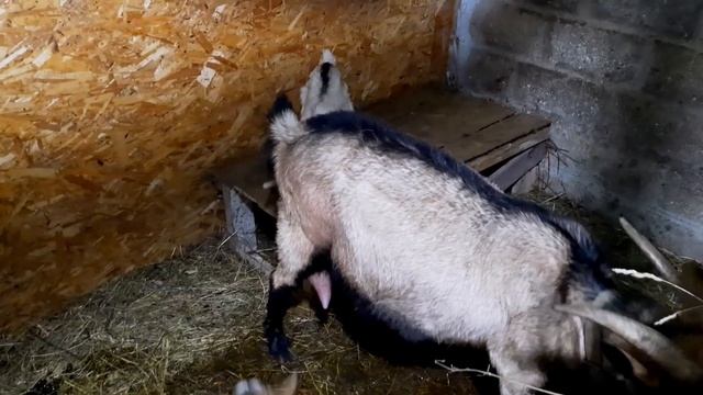 ЧЕШСКИЕ КОЗЫ. смотреть онлайн