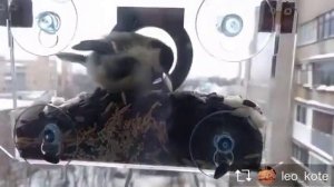 Синица на кормушке для птиц на присосках