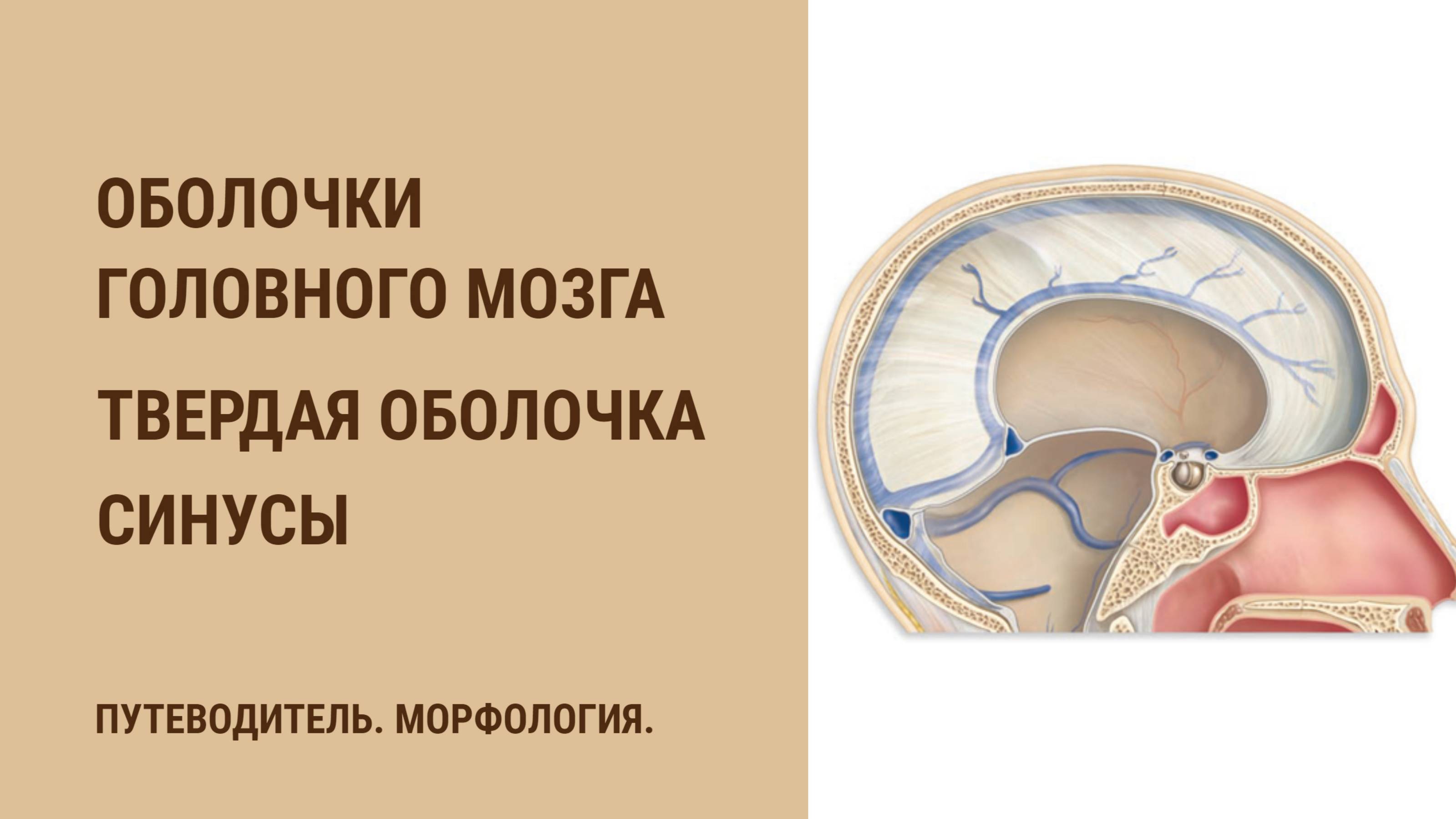 Оболочки головного мозга. Твердая оболочка. Синусы
