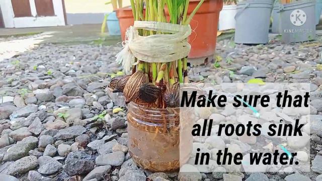 My New Expirement Of Palma's seedlings смотреть онлайн