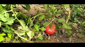 Обзор томата Бычье сердце