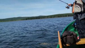 Щука в Космакова