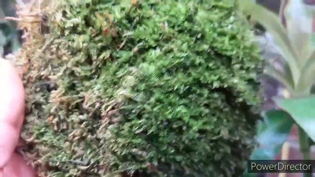 Орхидеи на блоке. ФАЛЕНОПСИС уход и содержание в домашних условиях. Phalaenopsis Lindenii.