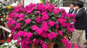 Impatiens Tumbler