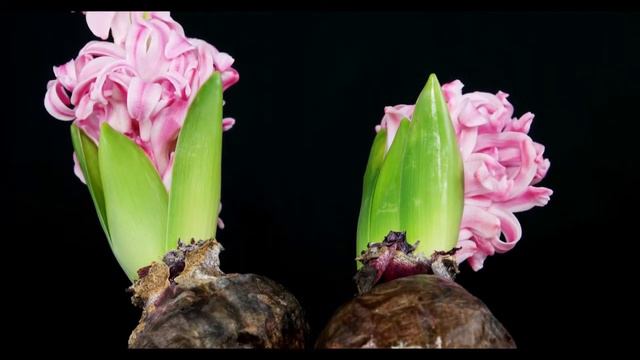 Hyacinthus orientalis - Hyazinthe, Hyacinth