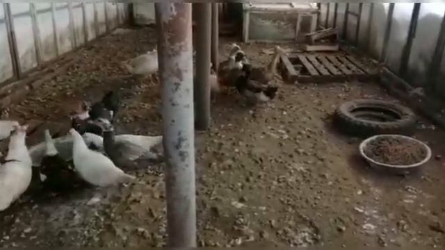 Кормление птицы один раз в день. #Зерно #ПтицаДомашняя