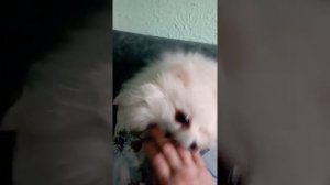 как  и чем кормить шпицев, чтоб они были пушистые и шерсть не сыпалась #шпицуля #сельскаяжизнь