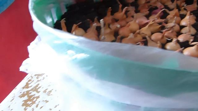 Сажаем лук на зелень/Цыплята/Рассада/Жизнь в деревне смотреть онлайн