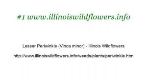 Periwinkle Planting Distance