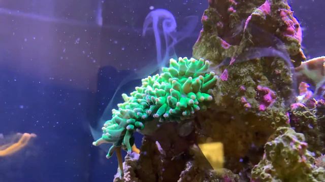 Torch coral spawning смотреть онлайн