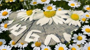 Поёт Лера Огонёк(дочь Кати Огонёк)Новинка-2017. Ромашки