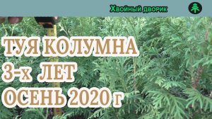 Туя западная колумна 3-х летка Сезон осень 2020 года (Обзор) питомник Хвойный дворик