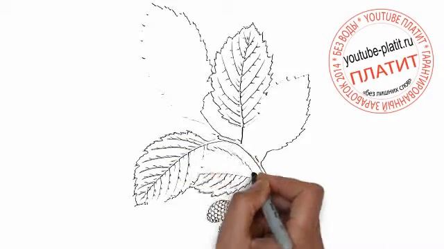 Как нарисовать ветку дуба с шишками смотреть онлайн