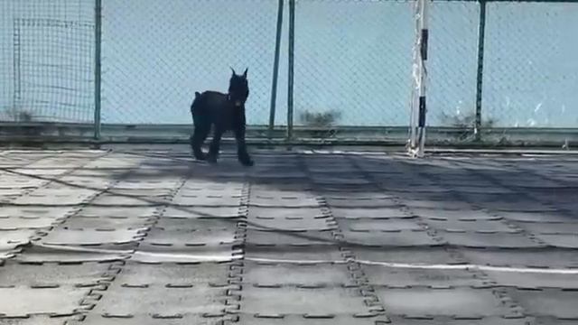 п-к Роман-Кош. Есси Альфа Центавра 5 мес. дочь Роман-Кош Урсола. Прогулка щенка