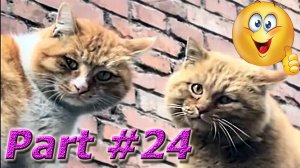 NEW! Подборка Видео Со Смешными Животными Март 2024. Part #24 #dog #cat #animals #video #smile #new