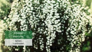Зеленая кровля.. Выбор растений для крыш и рокариев