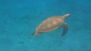 И тогда вода нам как земля