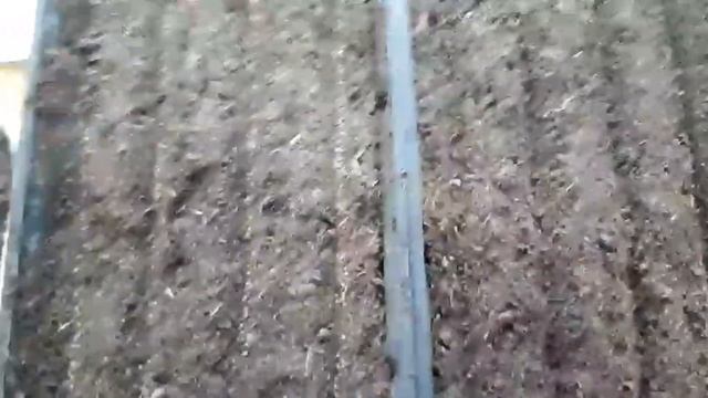 Как посеять: Сальвию, Алиссум, Колеус, Львиный зев смотреть онлайн