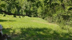 В дубовом лесу. 17 06 2020