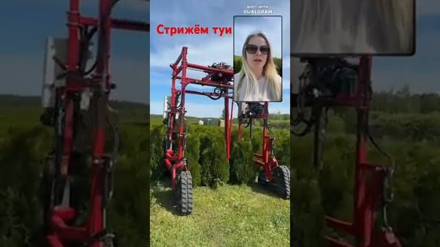 В питомнике туй Ирины Любченко стрижём туи брабант и смарагд.