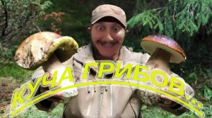 Погнали за грибами!