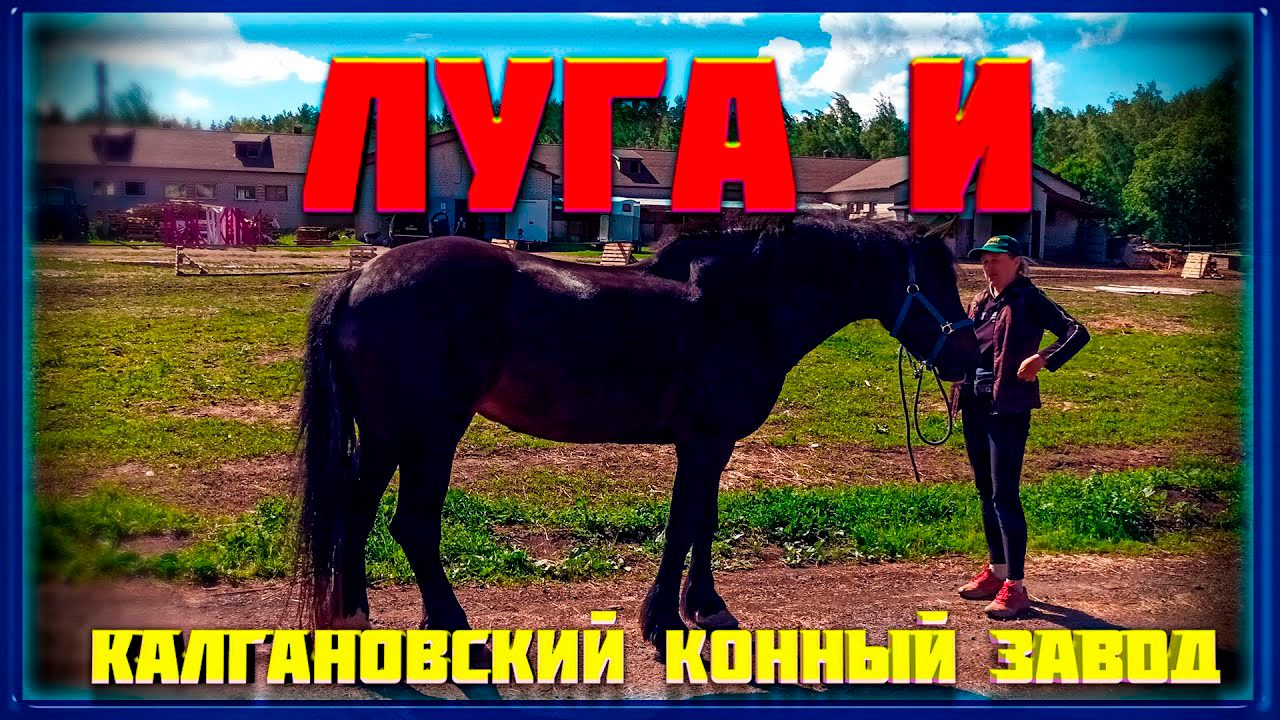Луга и Калгановский Конный завод.