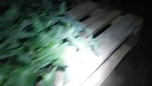 замерз рассадник...