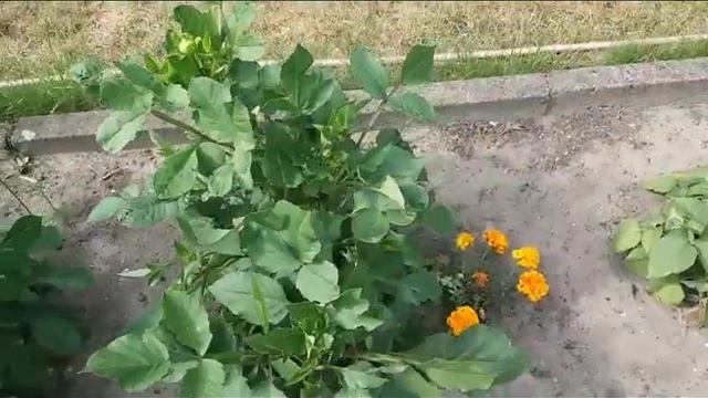 Моя любимая дача. смотреть онлайн