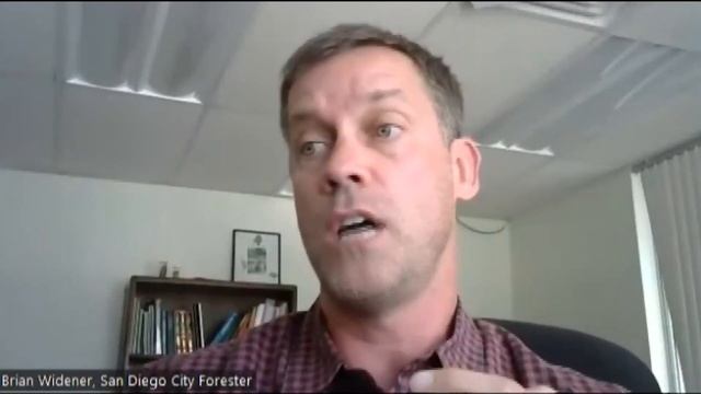 Jacaranda trees in full bloom around San Diego смотреть онлайн