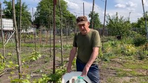 Внесение кальциевой селитры на винограднике