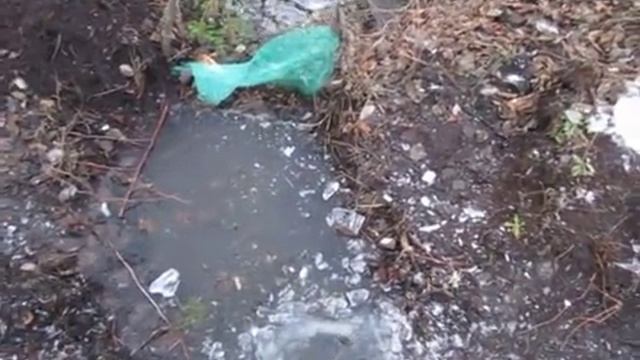 Почему гибнет карась