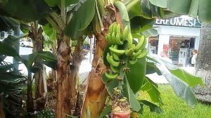 Все должны  это  узнать.  Алоэ или столетник  страшное  растение