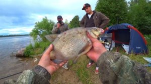 Ловля леща на фидер.Рыбалка с ночевкой.Ловля хищника на спиннинг с утра.Крупный лещ.Рыбалка на Волг